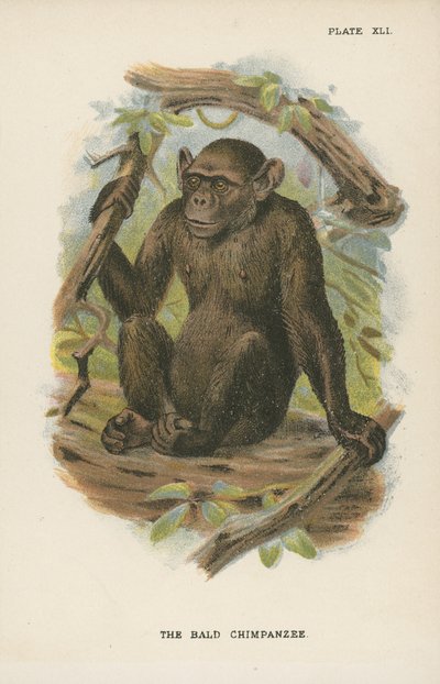 Den skaldede chimpanse af English School
