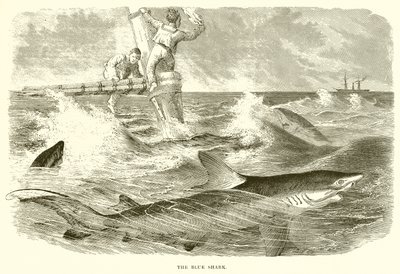 Den blå haj af English School