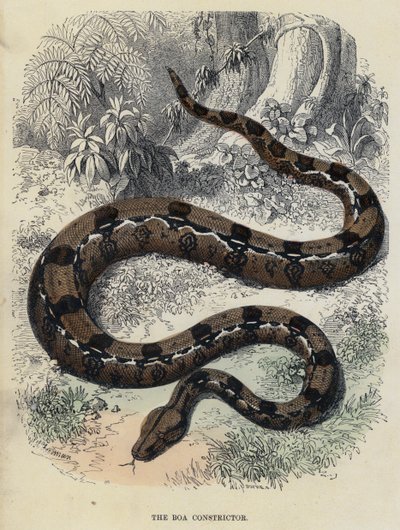 The Boa Constrictor (farvet gravering) af English School