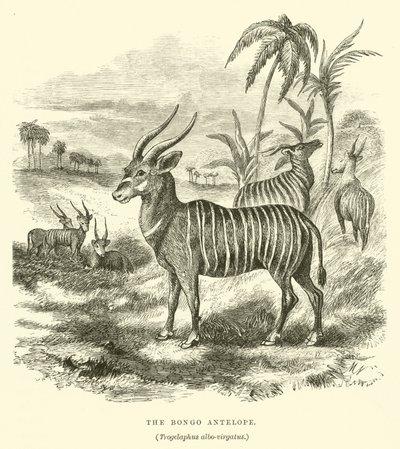 Bongo-antilopen, Trogelaphus albo-virgatus (gravering) af English School