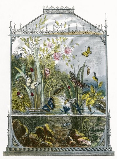 Sommerfuglen Vivarium af English School