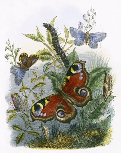 Sommerfugle vivarium af English School