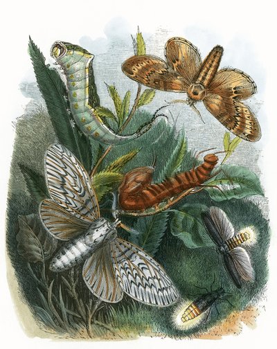 Sommerfugle vivarium af English School