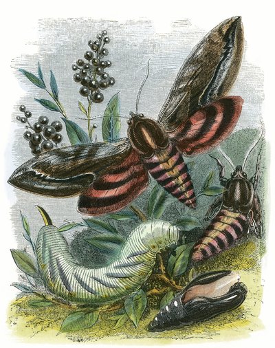 Sommerfuglen Vivarium af English School