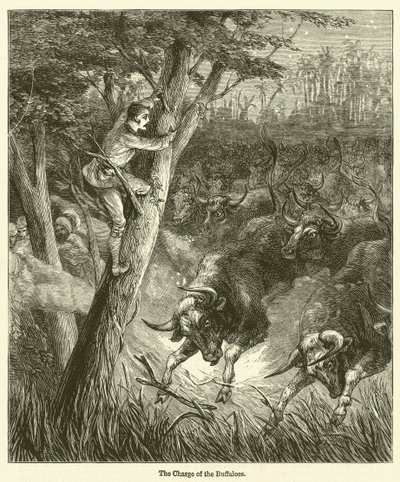 The Charge of the Buffaloes (kobberstik) af English School