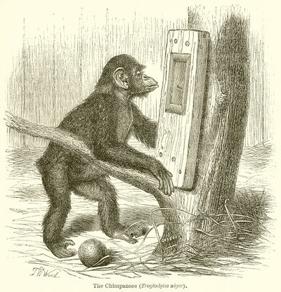 Chimpansen (Troglodytes Niger) af English School