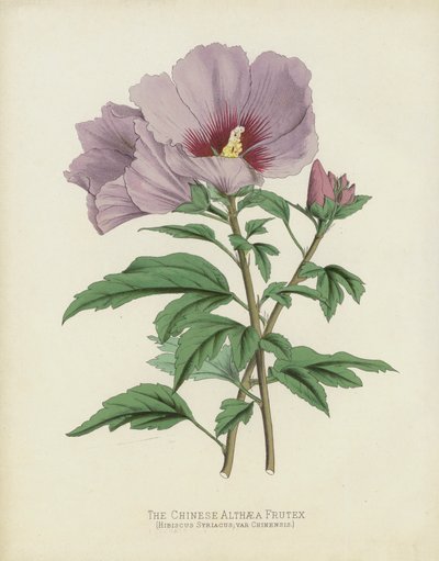 Den kinesiske Althaea Frutex, Hibiscus Syriacus; var Chinensis af English School