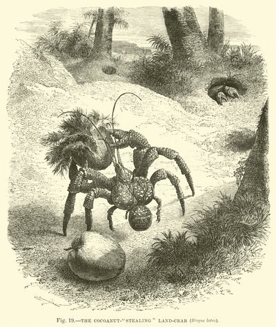The Cocoanut-stealing Land-crab, Birgus latro  af English School