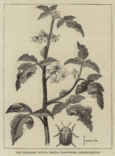 Coloradokartoffelbillen, Doryphora decemlineata (gravering) af English School