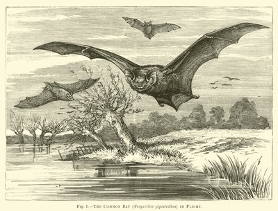 Flagermusen, Vespertilio pipistrellus, på flugt af English School