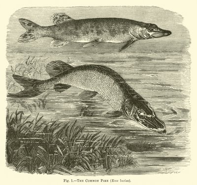 Almindelig gedde, Esox lucius af English School