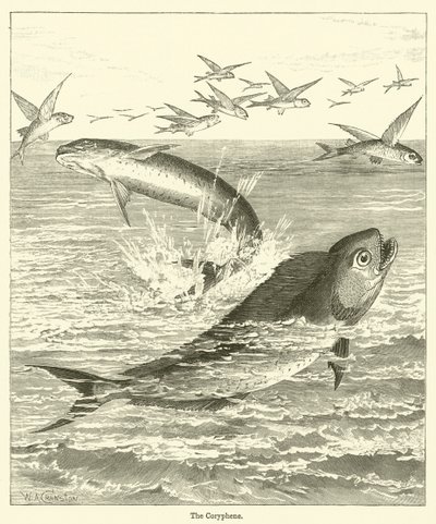 Coryphene (gravering) af English School