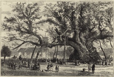 The Cowthorpe Oak af English School
