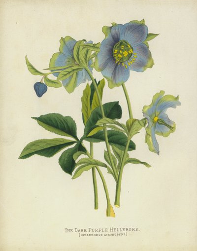 The Dark Purple Hellebore, Helleborus Atrorubens af English School