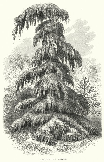 Deodar Cedar (gravering) af English School