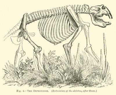 Diprotodonen af English School