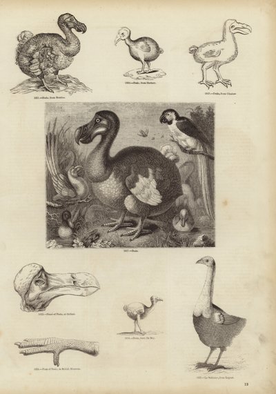 Dodo