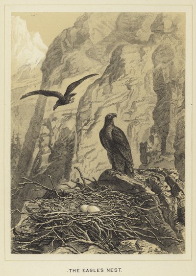 Ørnereden af English School