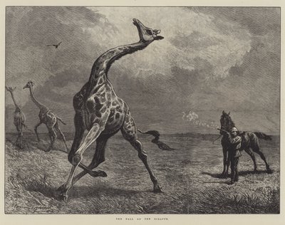 Giraffens fald (gravering) af English School