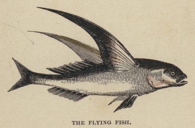 The Flying Fish (farvet indgravering) af English School