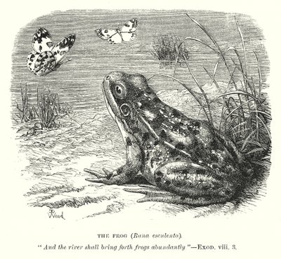 The Frog (Rona Esculenta) (engraving) af English School