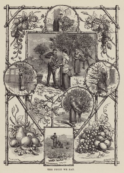 Frugten vi spiser (gravering) af English School