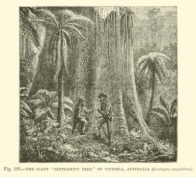 The Giant Peppermint Tree of Victoria, Australlia, Eucalyptus amygdalina  af English School