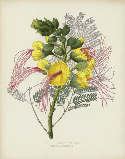 Gillies Poinciana, Poinciana Gilliesii af English School