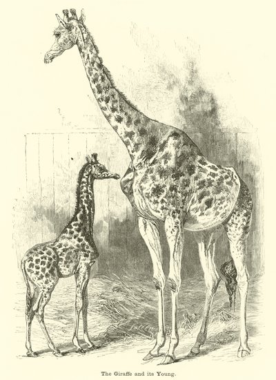 Giraffen og dens unge af English School