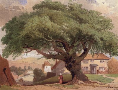 The Great Ash, scene i Surrey (farve litho) af English School