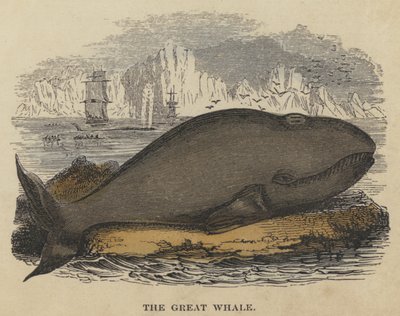The Great Whale (farvet indgravering) af English School