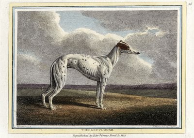 The Greyhound, pub. 1812 (håndfarvet gravering) af English School