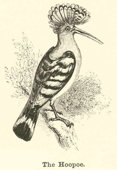 Hoopoen af English School