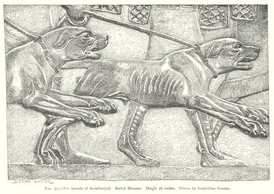 Assurbanipals hunde. British Museum (gravering) af English School