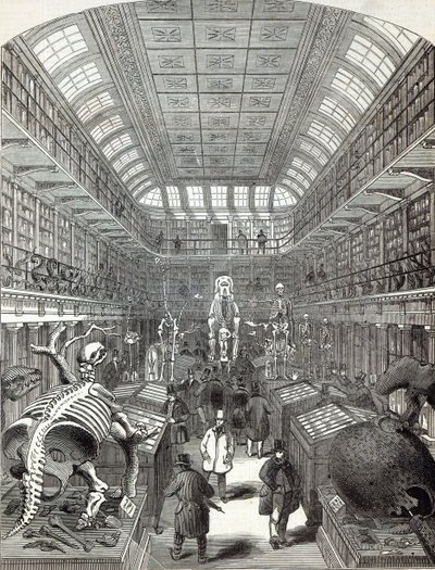The Hunterian Museum, ved Royal College of Surgeons, fra 