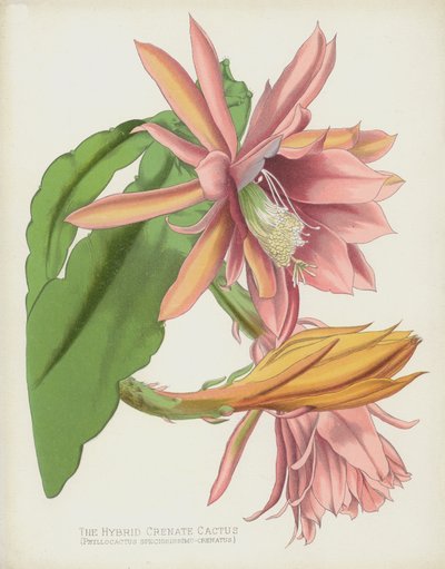 Hybride krenatkaktus, Phyllocactus Speciosissimo-Crenatus af English School