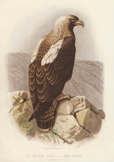 Den kejserlige ørn, Aquila Imperialis (farvelitografi) af English School