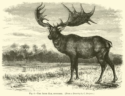 Den irske elg, restaureret af English School