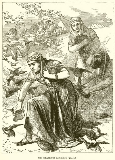 Die Israeliten sammeln Wachteln von English School