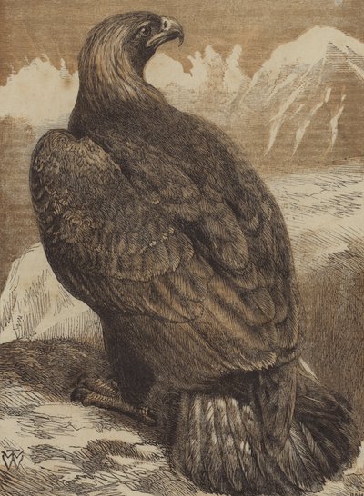 The King of the Mountains (farvet gravering) af English School