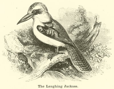 The Laughing Jackass af English School