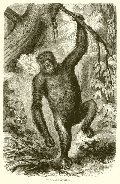 Den mandlige gorilla af English School