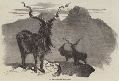 The Markore, Capra Megaceros (gravering) af English School