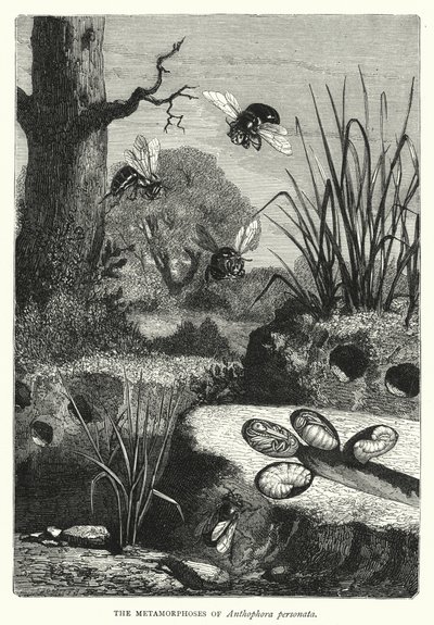 Metamorfoserne af Anthophora personata (gravering) af English School