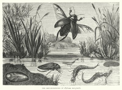 Metamorfoserne af Dytiscus marginalis (gravering) af English School