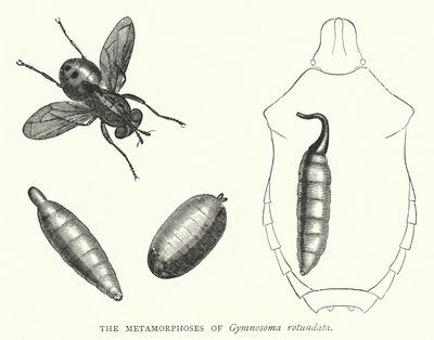 Metamorfoserne af Gymnosoma rotundata (gravering) af English School
