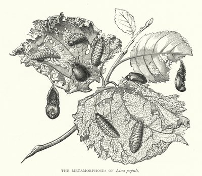 Metamorfoserne af Lina populi (gravering) af English School