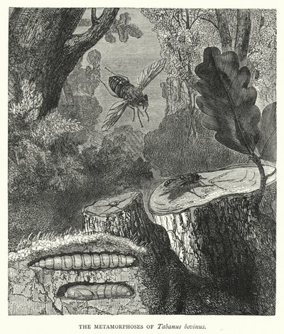 Tabanus bovinus