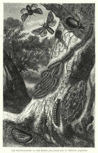 Metamorfoserne af Bombyx processionea og Calosoma sycophanta (gravering) af English School