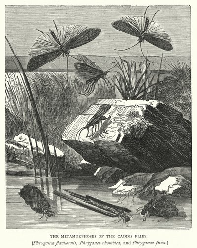 Metamorfoser af vårfluerne Phryganea flavicornis, Phryganea rhombica og Phryganea fusca (kobberstik) af English School